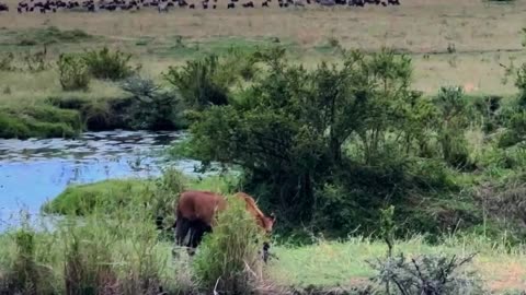 Lion attacks and kill baby buffalo | 🦁 🐃 comment what you feel😞