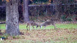 Texas Night Hogs & Deer Weekly, 12/07/23