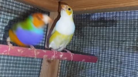 Yellow head gouldian breeding pair