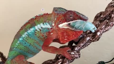 Chameleon Eats Goo Worm