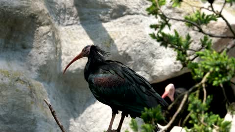 Bald Ibis Bird Plumage Beak Northern Soon Ibis