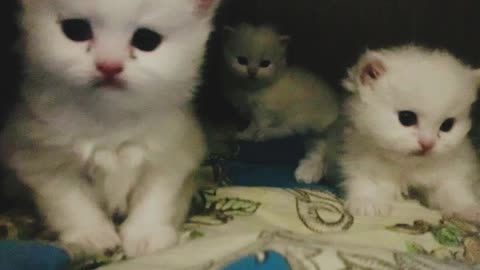 4 Cute kittens playing and Looking at each other