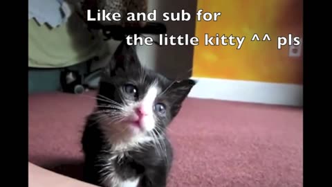 Funny cat compilation