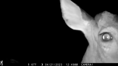 READY FOR MY CLOSEUP! Young buck says HELLO!!!! 4/21/23