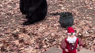 Bears Meet Dancing Santa