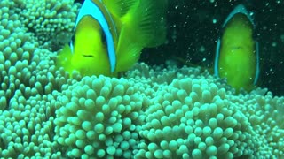 Relaxing View of Sea Anemone and Clownfish - No Sound