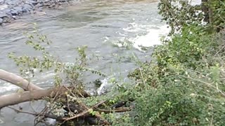 Brandywine river flood