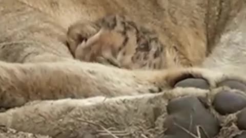 Sleepy newborn lion cub_____