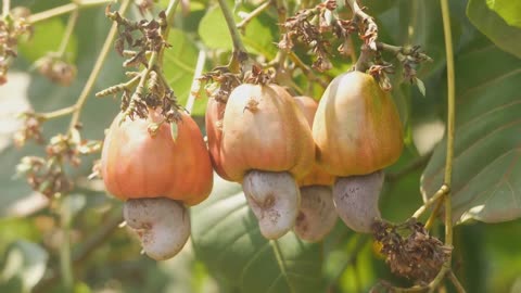 Nutty Facts: Seeds Masquerading as Nuts!