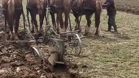 Young Amish Man Plowing With Horses