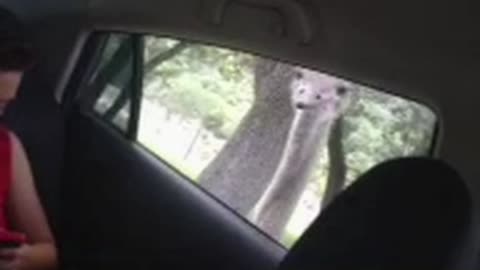 Ostrich steals boy's phone