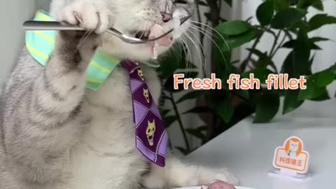 Chef Cat ChangAn：I'm Going To Start Eating Fish,Yummy!