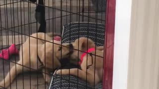 Golden retriever puppies arguing