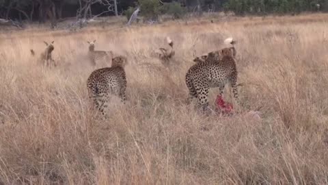 Wild Dogs stealing Food From Cheetahs