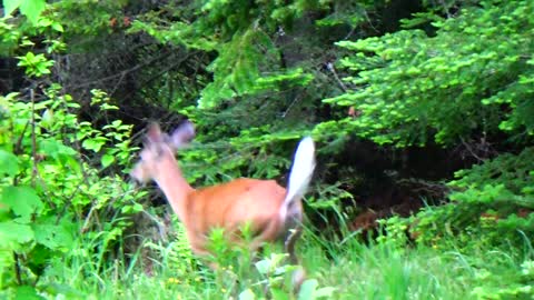 White-Tailed Deer