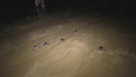 Green turtles fight to survive amid Pakistan's urban sprawl