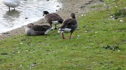 GREYLAG GEESE