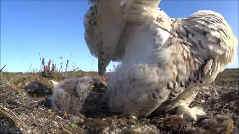 Snowy Owl on a nest is attacked by a pair of Long-tailed Jaegers