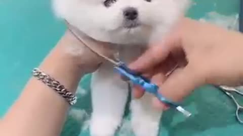 Tik Tok Chó Phốc Sóc Mini 😍 Funny and Cute Pomeranian 😍 OMG So Cute Dog ♥ Best Funny Cute dog #short