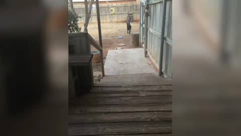 Dog Happy to Play fetch with its owner