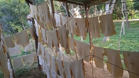 Rubber Gum Processing and Drying