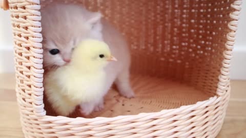 Kittens walk with a tiny chicken