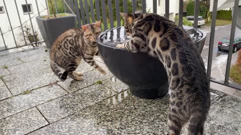 Curious Cats Interact with Melting Ice For the First Time