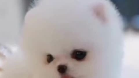 🐶😍CUTE White Miniteacup POMERANIAN puppy (part 2)❤️ #pomeranian