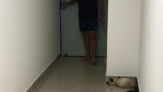 Cat Plays Hide-and-Seek with Owner
