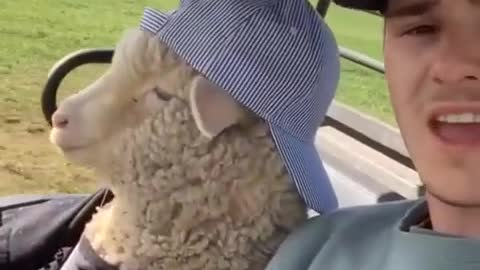 A sheep driving a car🤣🤣#funny