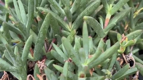 Lowes selling invasive ice plant next to the California coast