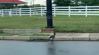 Geese Take Their Time Crossing Busy Road