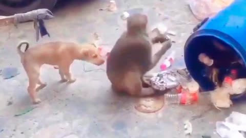 Amazing funny😁video dog with monkey🙉