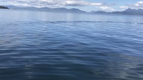 Whale watching in Coffman Cove Alaska, at whale point cabins, daily.