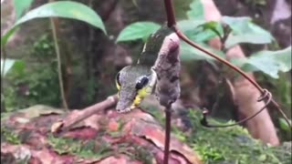 A Caterpillar That Camouflages Itself As A Snake When It Feels Threatened