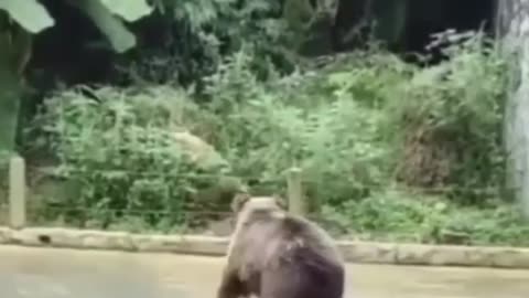 Innocent bear