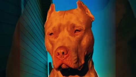 Pitbull Dog Attitude🔥😱 #pitbulldog