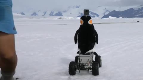 Remote control penguin rover. Adélie penguins don't like my 'Emperor Penguin' rover.