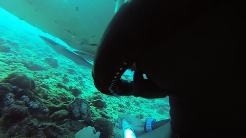 Freediving with Manta Rays
