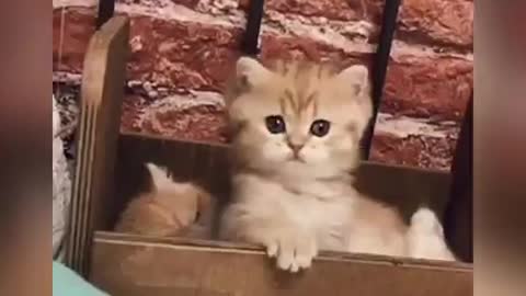 The most cute little kitten you will seen ever