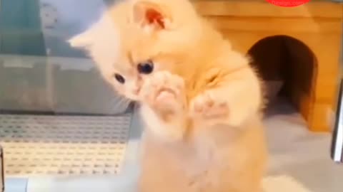 "Little Kitten vs. Glass: Scratching Fun"