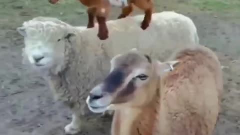 Funni baby goat