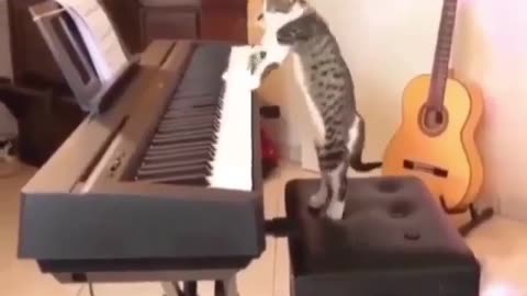 Funny Animal Video: Cat