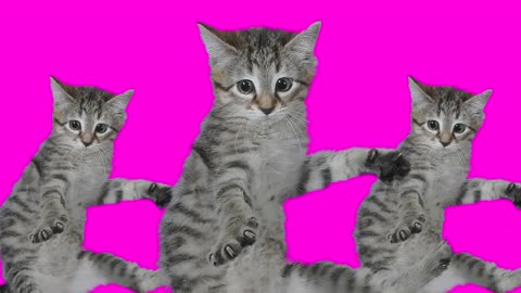 Best Kittycat Song [OFFICIAL] feat. GRUMPY CAT