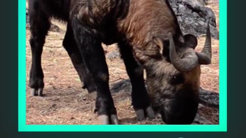 Bhutan takin