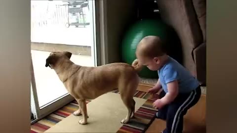 Funny Babies playing wth dogs compilation