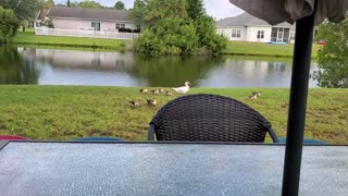 Grilling out and the baby ducks come strolling by.