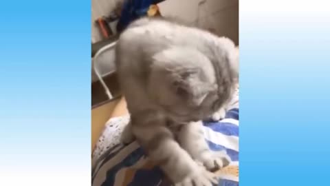 A cute funny cat does massage for his owner