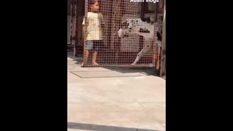 Big Dog and children rumble video