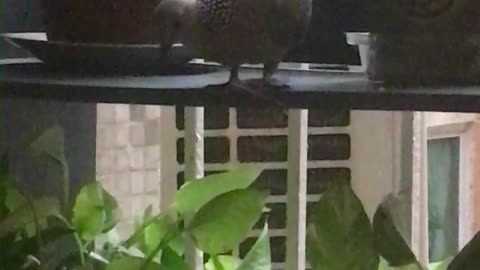 spotted dove and three little sparrows